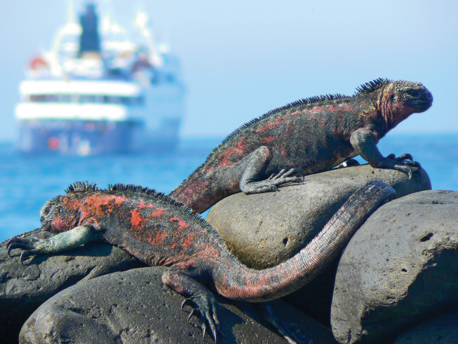 Celebrity Cruises is planning to acquire Galapagos Islands tour operator Ocean Adventures and its two ships, upping its Galapagos Islands guest capacity to 65 percent. 