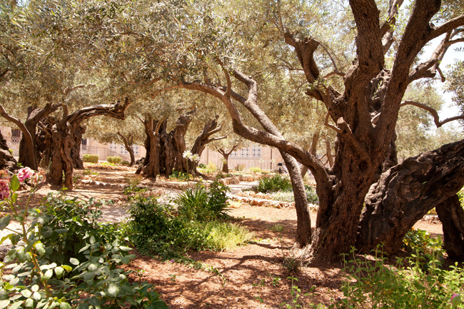The Garden at the Church of All Nations, Gethsemane, Jerusalem. (Photo credit: Israel Ministry of Tourism)