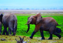 CW Safaris takes clients to Botswana, said to have the highest elephant population in Africa.