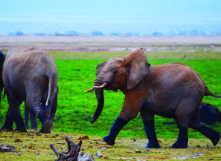 CW Safaris takes clients to Botswana, said to have the highest elephant population in Africa.