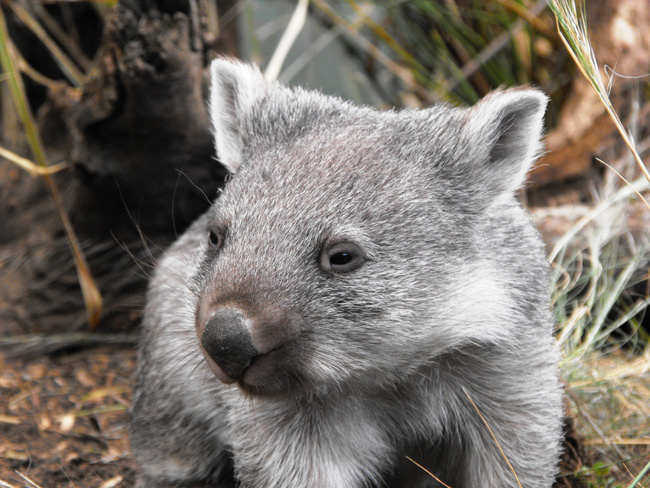 On Travcoa's Tasmania, Authentic By Nature Private Journey honeymooners might meet the hobart wombat. (Photo credit: Travoca.)