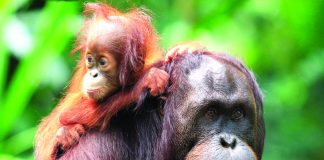 Wild Planet Adventures’ Borneo itineraries offer the opportunity to see orangutans in the wild.