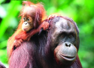 Wild Planet Adventures’ Borneo itineraries offer the opportunity to see orangutans in the wild.
