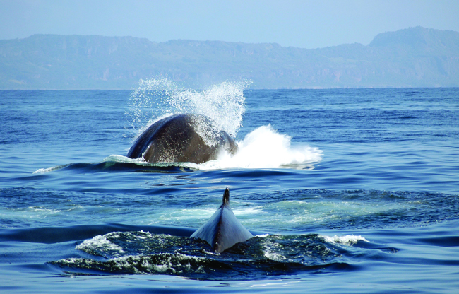 Whale-watching in the Bay of Samana in the Dominican Republic.