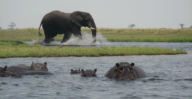 Collette's 14-day Exploring South Africa, Victoria Falls & Botswana Trip of a Lifetime itinerary features a game drive at Chobe National Park in Botswana.