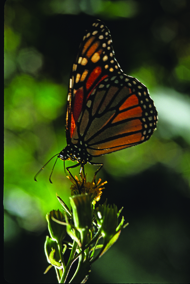 With Natural Habitat Adventures, clients can go chasing after monarch butterflies. 