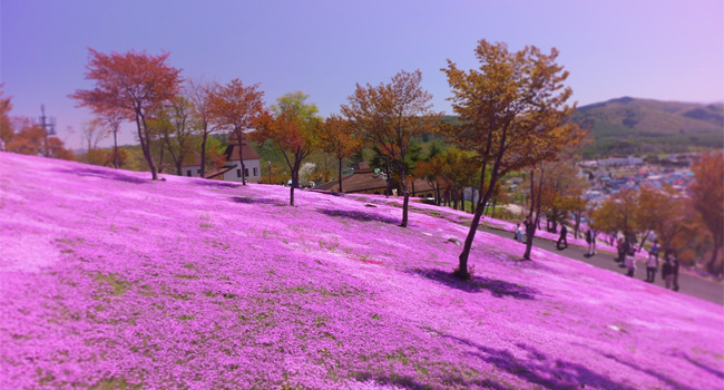 In addition to its 2017 cherry blossom season tours, Super Value Tours is also offering Shibazakura tours in May 2017. Pictured here, the Shibazakura blossoms are a type of flowering pink moss that covers hills.