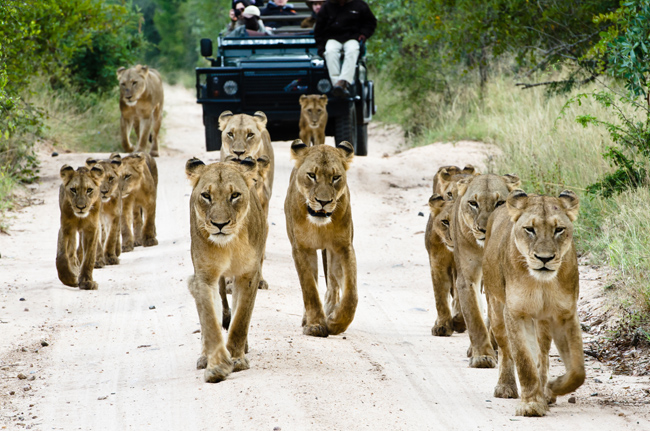 African Travel, Inc.'s travel agent competition to win a five-star luxury safari vacation for four to South Africa.