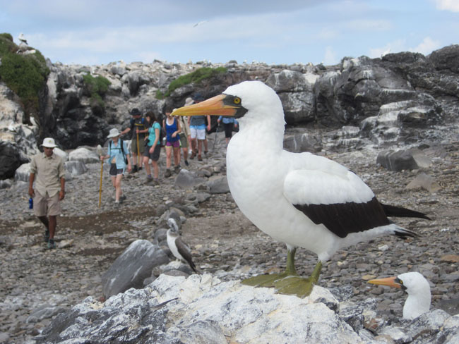 UnCruise Adventures' updated Galapagos Islands itinerary now has an optional extension to Quito, Ecuador. 
