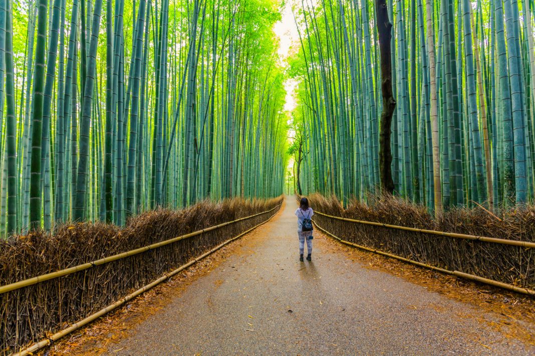 The Bamboo Forest in Kyoto, Japan. 