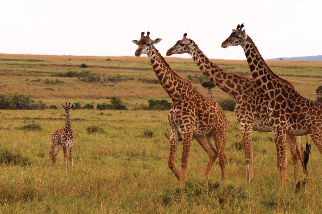 Globus is offering new tour options in Africa.