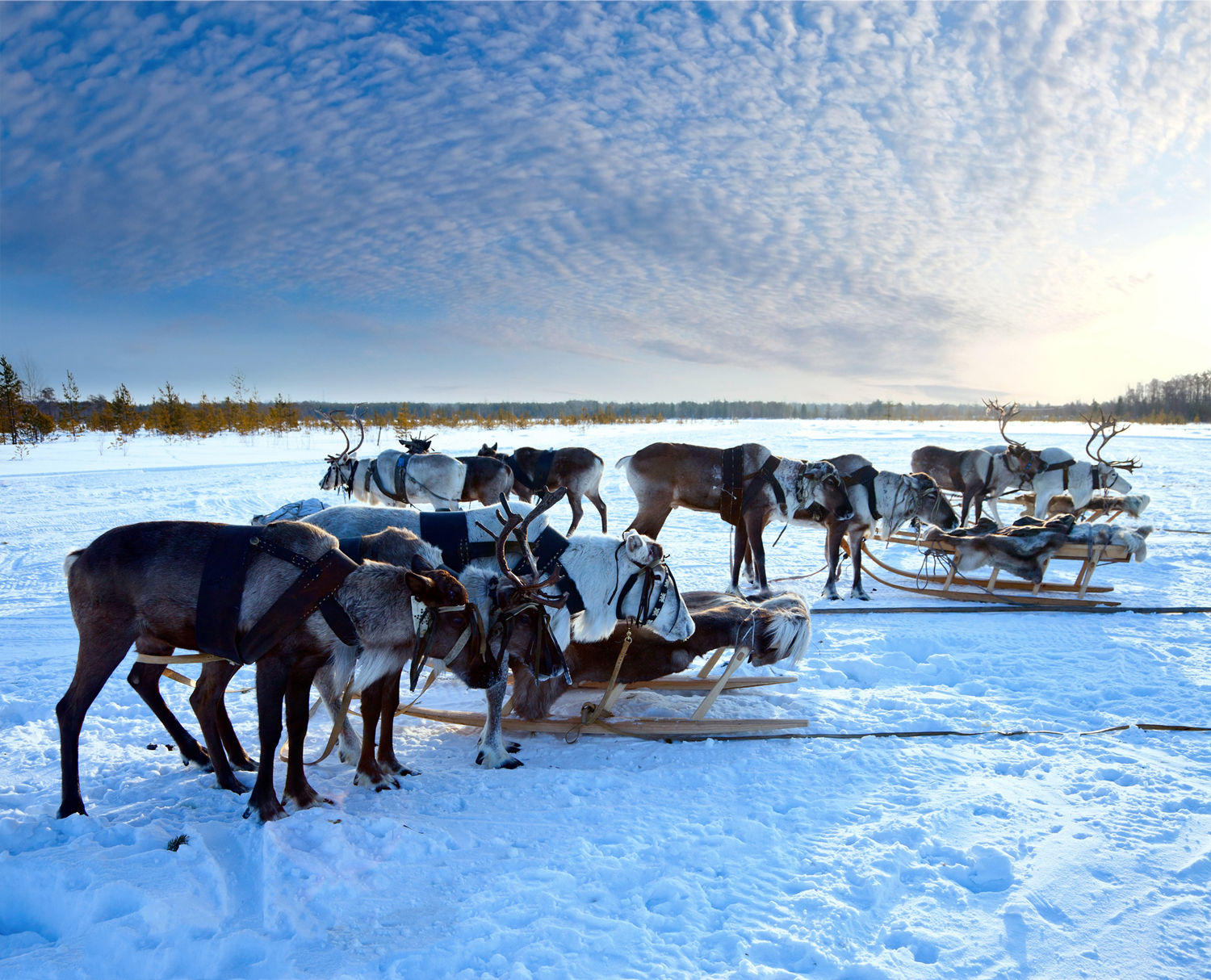 Reindeer in Finland's Lapland region.