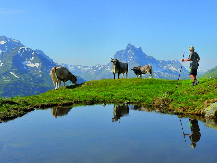 Cattle drives in St. Anton am Arlberg. (Photo Credit: Josef Mallaun)
