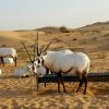The Arabian oryx is the United Arab Emirates’ national animal.