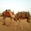 Sorry for the blurry photo, but these camels were on the move in the Dubai desert.