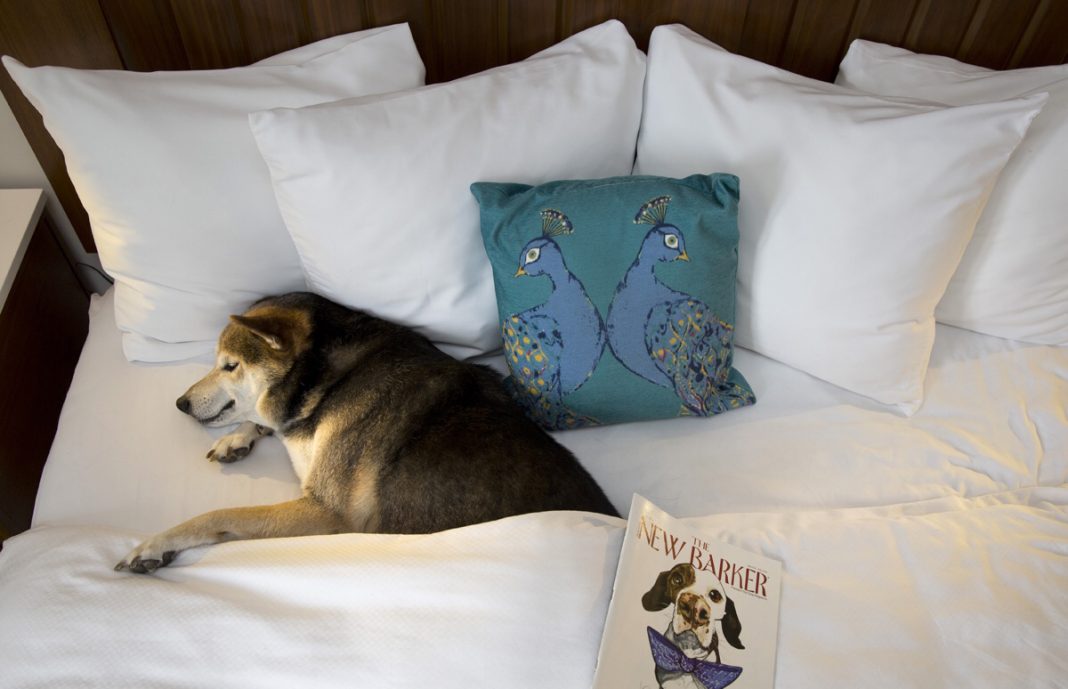 Guests of The Alfond Inn at Rollins in Central Florida can treat their canine Valentine to the new Puppy Love package this February.