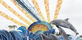 SeaWorld Orlando is launching a new Dolphin Days show.