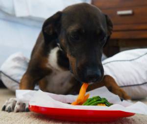 The Westin Cape Coral Resort at Marina Village in Cape Coral is offering a new pet menu.