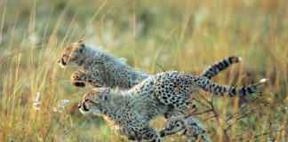 African Travel, Inc. is offering travel agents an additional $100 bonus commission on any of its 2017 safaris of five nights or more. (Photo credit: Christian Sperka)