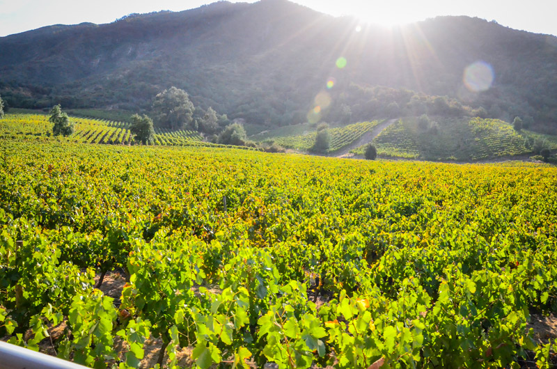 South Expeditions is offering eco-friendly tours in Chile’s Colchagua Valley this fall. 