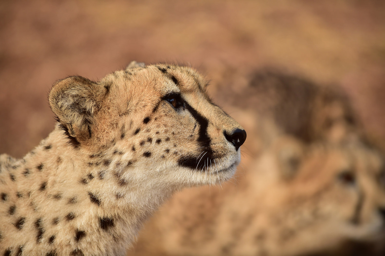 De Wildt Cheetah and Wildlife Centre