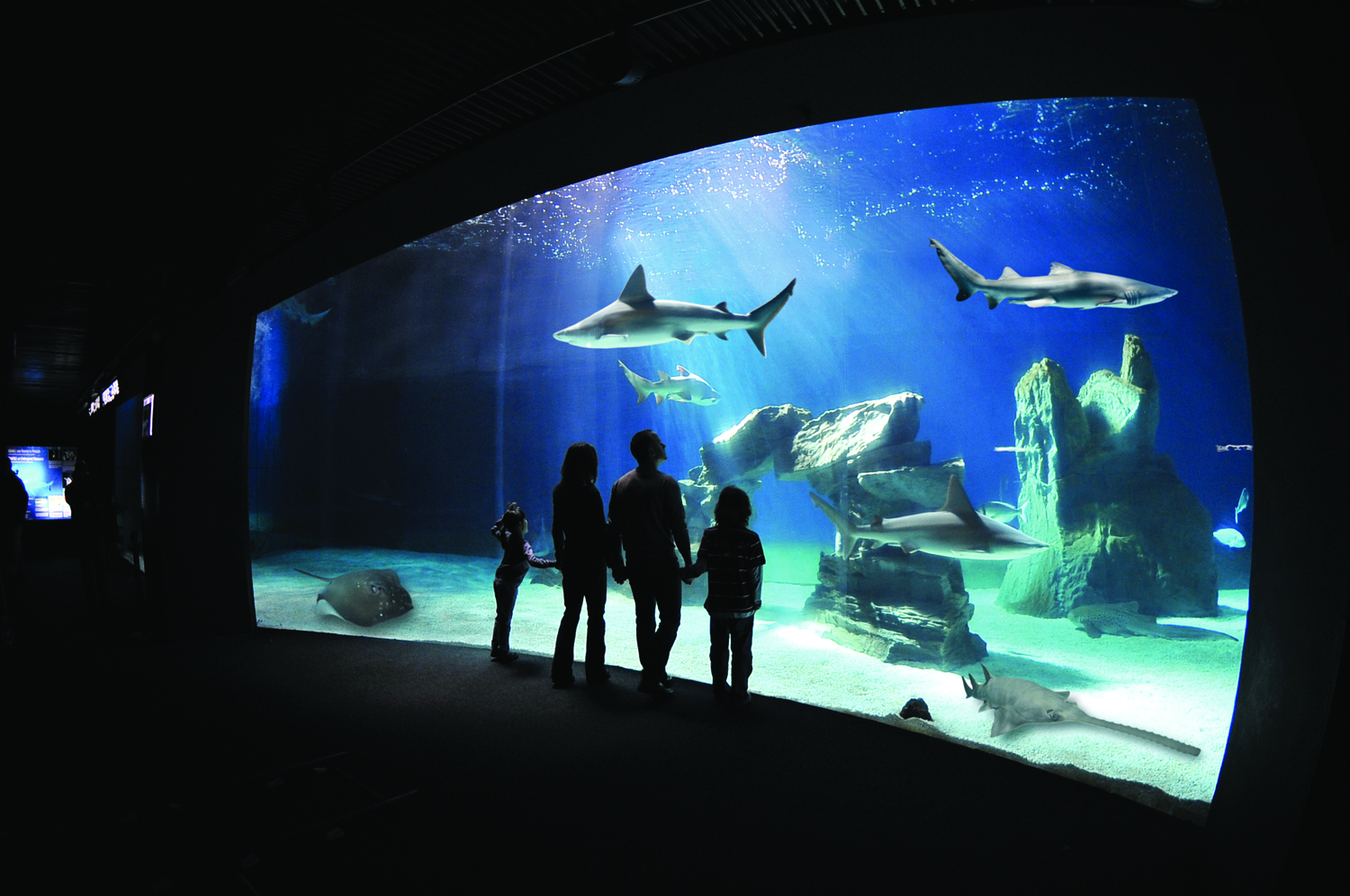 MSC Cruises offers an exclusive tour of Italy’s largest aquarium.