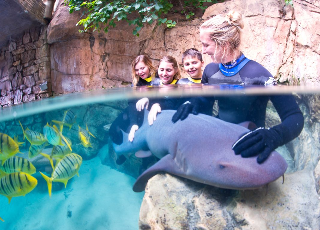 Guests can get up-close and personal with five species of shark at Discovery Cove in Orlando. 