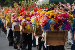 Silleteros carrying their silletas decorated with flowers depicting the silletero’s history, land, and culture for The Medellin Flower Fair in August. (Photo credit: Medellin.travel)
