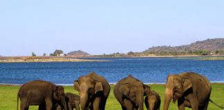 Ideal for animal lovers, Culture Holidays’ 7-day Sri Lanka FAM allows travelers to spend time helping and feeding elephants.