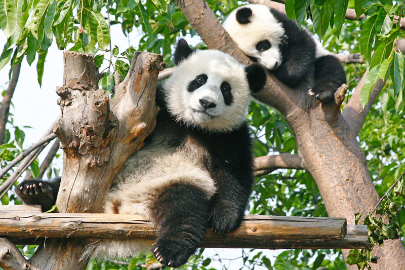 Avanti Destinations' add-on Panda Private Volunteer Experience allows travelers to visit the China Conservation and Research Centre for the Giant Panda.