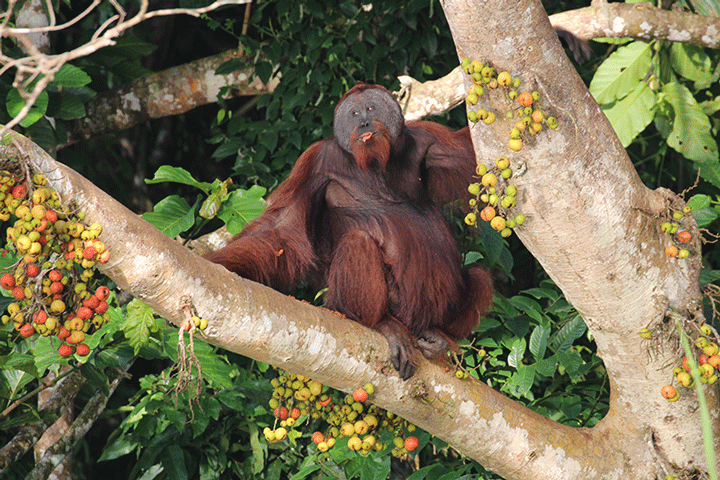 A male orangutan is one of many animals that guests can spot on a tour through Borneo