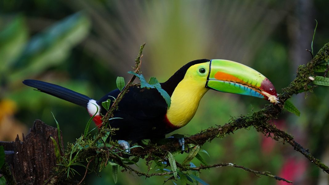Guests can get up-close and personal with the diverse Costa Rican wildlife during Austin Adventures' new tour.