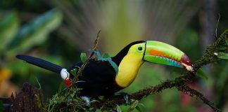 Guests can get up-close and personal with the diverse Costa Rican wildlife during Austin Adventures' new tour.