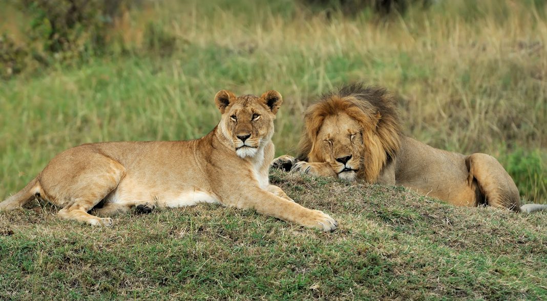Discounts on South African Airways Vacations' offerings include safari packages.