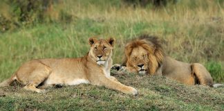 Discounts on South African Airways Vacations' offerings include safari packages.