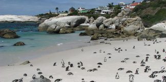 Penguins on the beach in Cape Town. (Photo courtesy of The Twelve Apostles.)