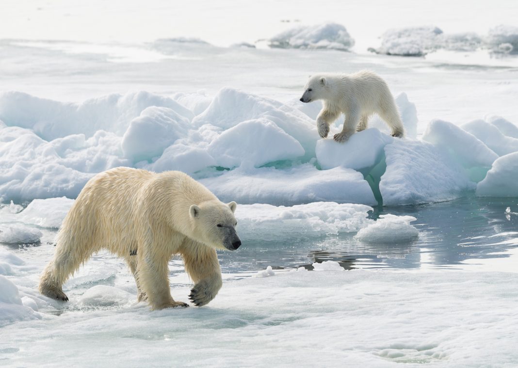 Travelers can spot polar bears on this Arctic expedition. (Photo credit: John Shaw, courtesy of TravelWild Expeditions.)