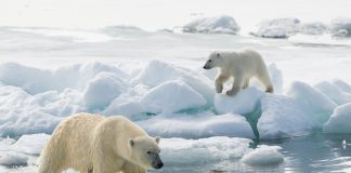 Travelers can spot polar bears on this Arctic expedition. (Photo credit: John Shaw, courtesy of TravelWild Expeditions.)