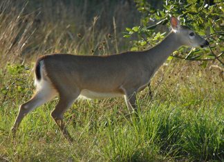 A Key deer searches for food in the National Key Deer Refuge on Big Pine Key. (Photo Credit: Andy Newman/Florida Keys News Bureau)