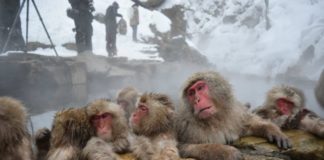 Visitors can catch a glimpse of snow monkeys relaxing in the natural hot springs at Japan's Jigokudani Monkey Park.