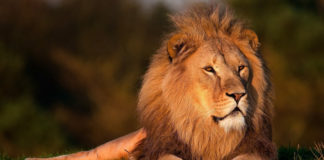 Lion king andBeyond