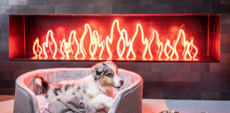 Bring your furry friends along for a vacation at Ovolo Hotels.