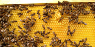 Hyatt Regency Tamaya Resort's bees