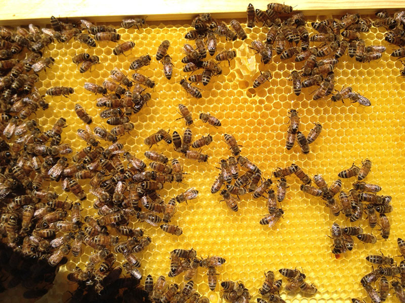 Hyatt Regency Tamaya Resort's bees
