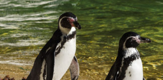 Visit the country's famous penguins.