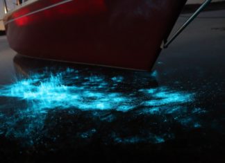 bioluminescence Florida Adventurer
