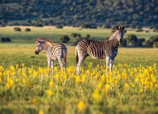 Shamwari Private Game Reserve, South Africa.
