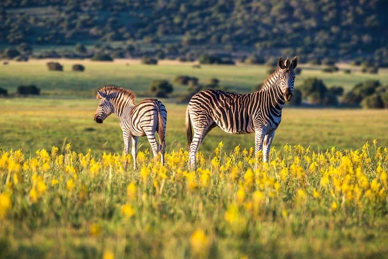 Shamwari Private Game Reserve, South Africa.