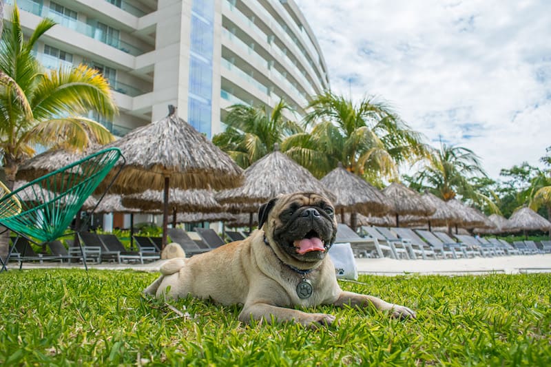 It's a dog's life at the Pierre Mundo Imperial.
