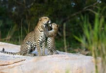 African Travel - Leopard sighting at Sabi Sands, South Africa